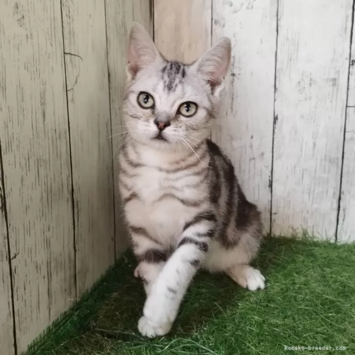 アメリカンショートヘア【三重県・男の子・2025年6月4日・シルバータビー】の写真1