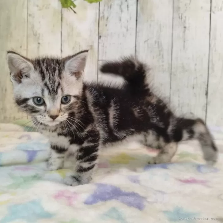 ID：2509-02734の子猫