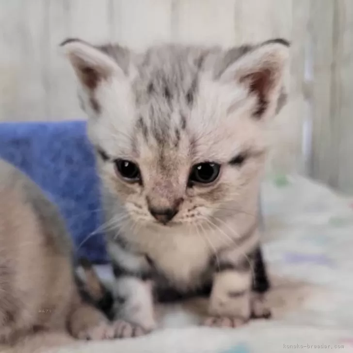 アメリカンショートヘア【三重県・男の子・2025年11月18日・シルバータビー】の写真1