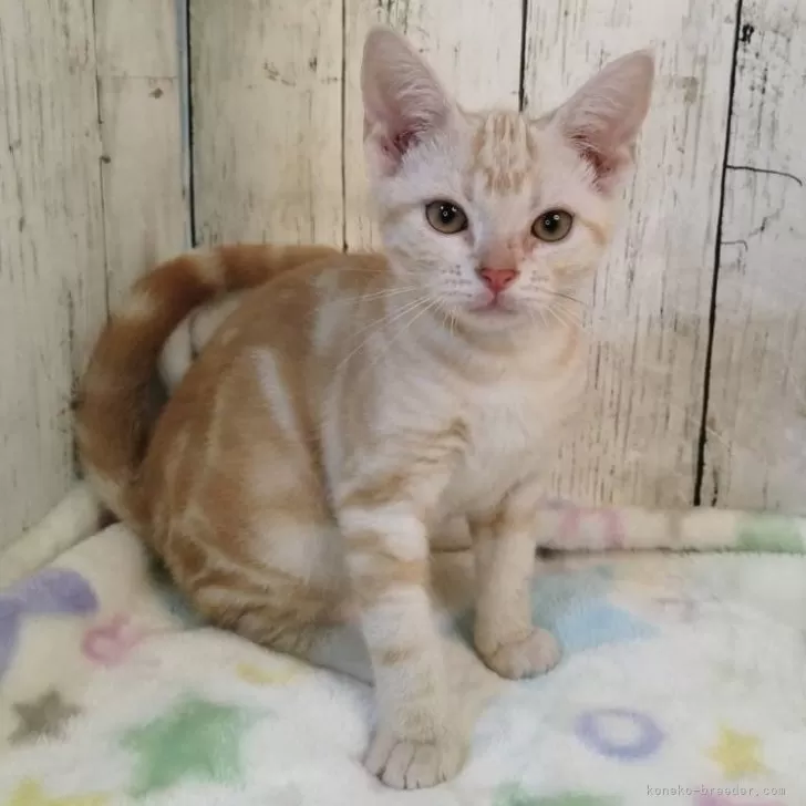 アメリカンショートヘア【三重県・男の子・2025年5月18日・レッドタビー】の写真1