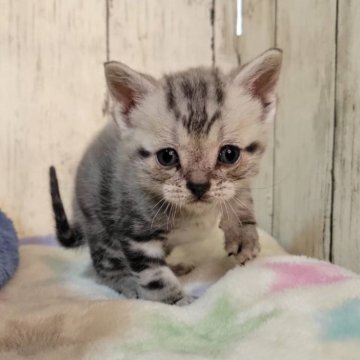 アメリカンショートヘア【三重県・男の子・2025年11月18日・シルバータビー】の写真「総額表示💰可愛い男の子♡」