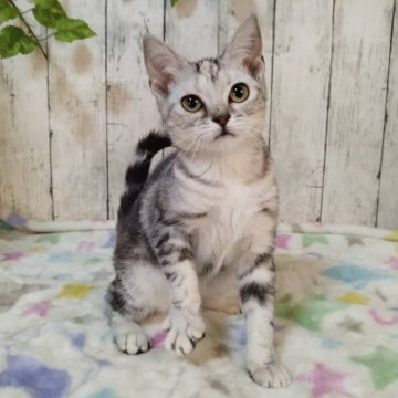 アメリカンショートヘア【三重県・女の子・2025年6月4日・シルバーパッチドタビー】の写真「総額表示💰可愛い女の子♡」