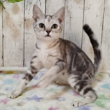 アメリカンショートヘア【三重県・女の子・2025年6月4日・シルバーパッチドタビー】の写真「総額表示💰可愛い女の子♡」