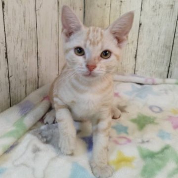 アメリカンショートヘア【三重県・男の子・2025年5月18日・レッドタビー】の写真「総額表示💰遊ぶの大好きな男の子です!」