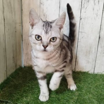 アメリカンショートヘア【三重県・男の子・2025年6月4日・シルバータビー】の写真「総額表示💰可愛い男の子♡」