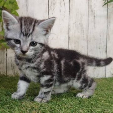 アメリカンショートヘア【三重県・男の子・2025年5月11日・シルバータビー】の写真「総額表示💰可愛い男の子♡」