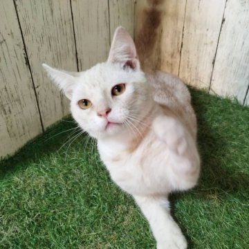 アメリカンショートヘア【三重県・男の子・2025年5月11日・カメオタビー】の写真「総額表示💰人懐っこい男の子♡」