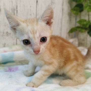 アメリカンショートヘア【三重県・男の子・2025年6月4日・カメオタビー】の写真「総額表示💰可愛い男の子♡」
