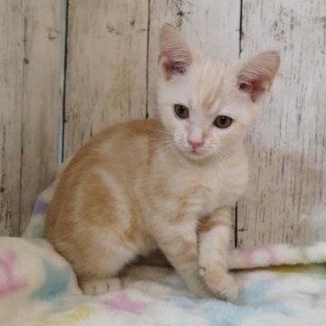 アメリカンショートヘア【三重県・男の子・2025年8月11日・カメオタビー】の写真「総額表示💰食いしん坊の男の子♡」