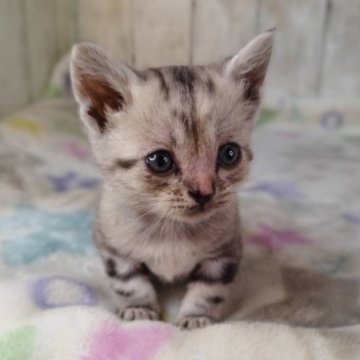 アメリカンショートヘア【三重県・女の子・2025年11月18日・シルバータビー】の写真「総額表示💰可愛い女の子♡」