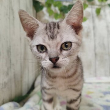 アメリカンショートヘア【三重県・男の子・2025年6月4日・シルバータビー】の写真「総額表示💰可愛い男の子♡」