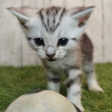 アメリカンショートヘアの子猫を探す｜ブリーダー直販の子猫販売