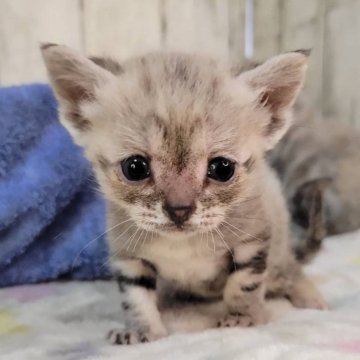 アメリカンショートヘア【三重県・女の子・2025年11月18日・シルバータビー】の写真「総額表示💰可愛い女の子♡」