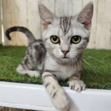 アメリカンショートヘア【三重県・女の子・2025年6月16日・シルバータビー】の写真「総額表示💰可愛い女の子♡」