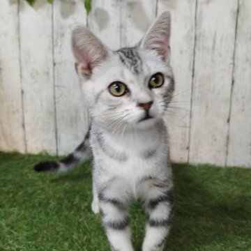 アメリカンショートヘア【三重県・男の子・2025年6月16日・シルバータビー】の写真「総額表示💰可愛い男の子♡」