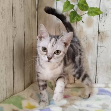 アメリカンショートヘア【三重県・女の子・2025年6月4日・シルバーパッチドタビー】の写真「総額表示💰可愛い女の子♡」