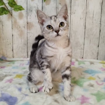 アメリカンショートヘア【三重県・女の子・2025年6月4日・シルバーパッチドタビー】の写真「総額表示💰可愛い女の子♡」