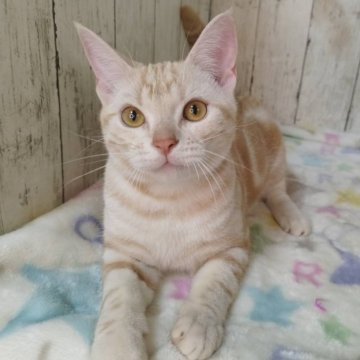 アメリカンショートヘア【三重県・男の子・2025年5月18日・レッドタビー】の写真「総額表示💰遊ぶの大好きな男の子です！」