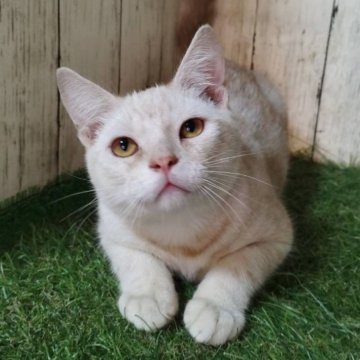 アメリカンショートヘア【三重県・男の子・2025年5月11日・カメオタビー】の写真「総額表示💰人懐っこい男の子♡」