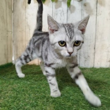 アメリカンショートヘア【三重県・女の子・2025年6月16日・シルバータビー】の写真「総額表示💰可愛い女の子♡」