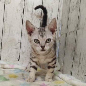 アメリカンショートヘア【三重県・男の子・2025年6月4日・シルバータビー】の写真「総額表示💰可愛い男の子♡」