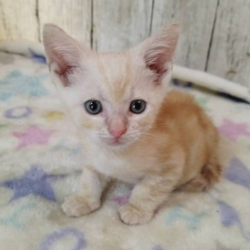 アメリカンショートヘア【三重県・男の子・2025年8月11日・カメオタビー】の写真「総額表示💰食いしん坊の男の子♡」