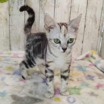アメリカンショートヘア【三重県・女の子・2025年6月4日・シルバーパッチドタビー】の写真「総額表示💰可愛い女の子♡」