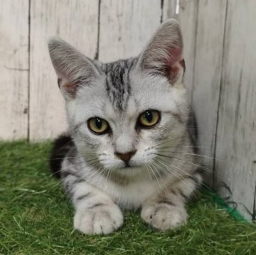 アメリカンショートヘア【三重県・男の子・2025年6月16日・シルバータビー】の写真「総額表示💰可愛い男の子♡」