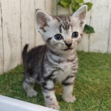 アメリカンショートヘア【三重県・女の子・2025年6月4日・シルバータビー】の写真「総額表示💰可愛い女の子♡」