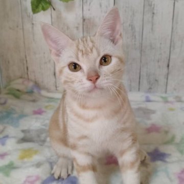 アメリカンショートヘア【三重県・男の子・2025年5月18日・レッドタビー】の写真「総額表示💰遊ぶの大好きな男の子です！」