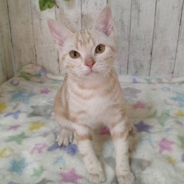 アメリカンショートヘア【三重県・男の子・2025年5月18日・レッドタビー】の写真「総額表示💰遊ぶの大好きな男の子です！」