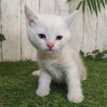 アメリカンショートヘア【三重県・男の子・2025年5月11日・カメオタビー】の写真「総額表示💰可愛い男の子♡」