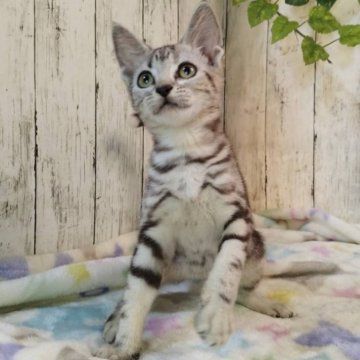 アメリカンショートヘア【三重県・女の子・2025年6月4日・シルバータビー】の写真「総額表示💰可愛い女の子♡」