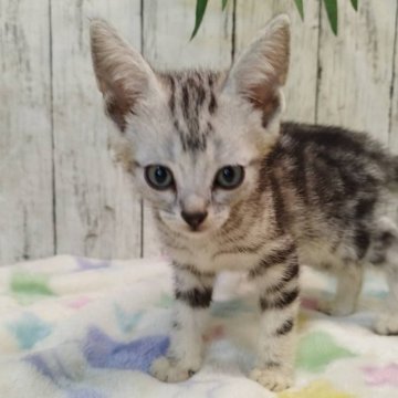 アメリカンショートヘア【三重県・男の子・2025年6月4日・シルバータビー】の写真「総額表示💰可愛い男の子♡」