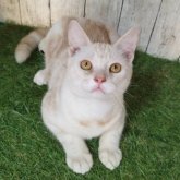 アメリカンショートヘア