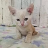 アメリカンショートヘア