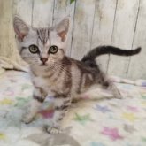 アメリカンショートヘア