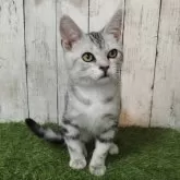 アメリカンショートヘア