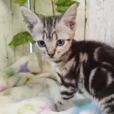 アメリカンショートヘア