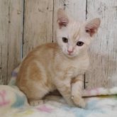 アメリカンショートヘア