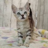 アメリカンショートヘア