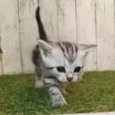 アメリカンショートヘア