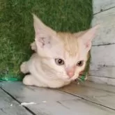 アメリカンショートヘア