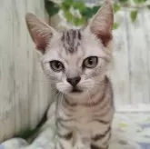 アメリカンショートヘア