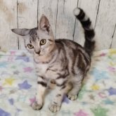 アメリカンショートヘア