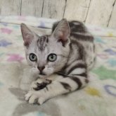 アメリカンショートヘア