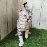 アメリカンショートヘア