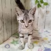 アメリカンショートヘア