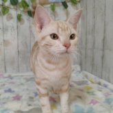 アメリカンショートヘア