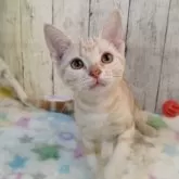 アメリカンショートヘア